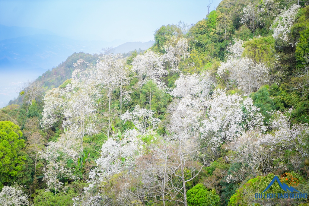 CHINH PHỤC ĐỈNH ĐỖ QUYÊN