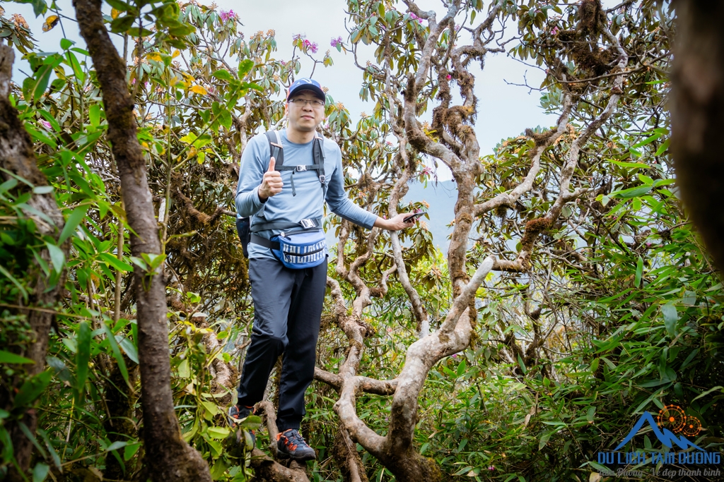 CHINH PHỤC ĐỈNH ĐỖ QUYÊN