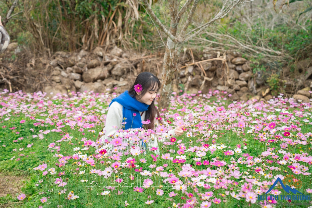 MÙA HOA CÁNH BƯỚM TRÊN SÌ THÂU CHẢI