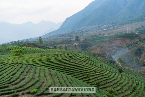 ĐỒI CHÈ BẢN BO NHỮNG NGÀY ĐẦU THÁNG "TƯ"