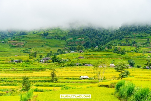 MÙA VÀNG TẢ LÈNG