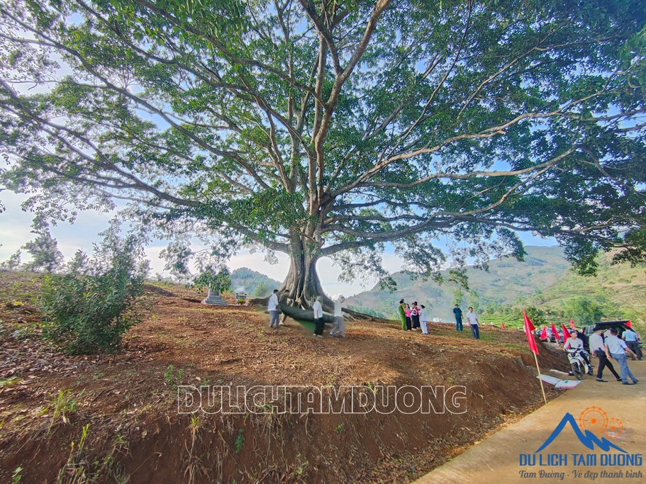 Thèn Sin công bố cây Đa di sản Việt Nam