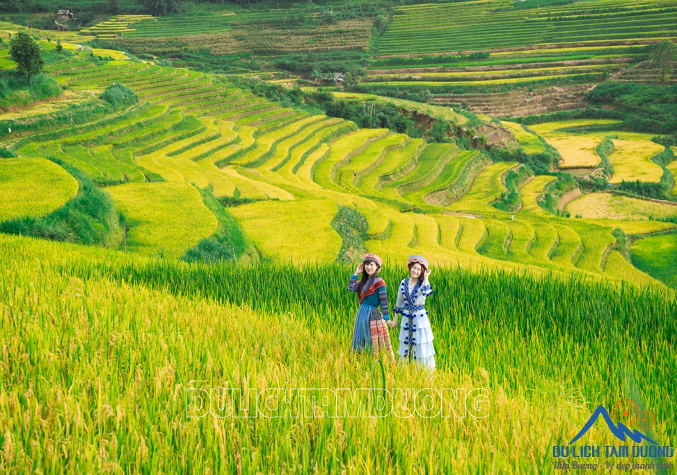 MÙA VÀNG TẢ LÈNG