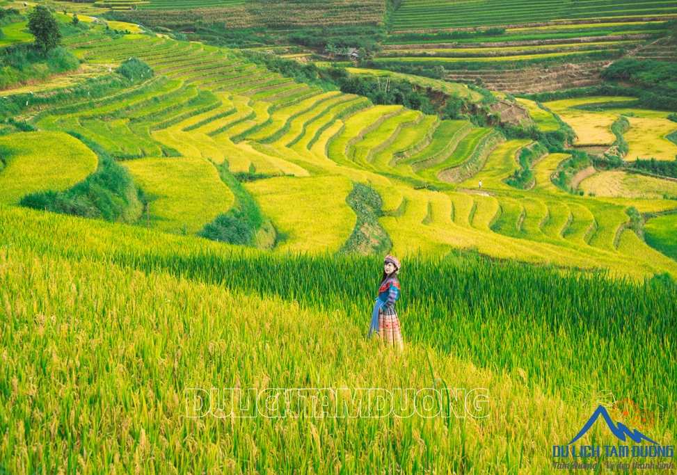 MÙA VÀNG TẢ LÈNG