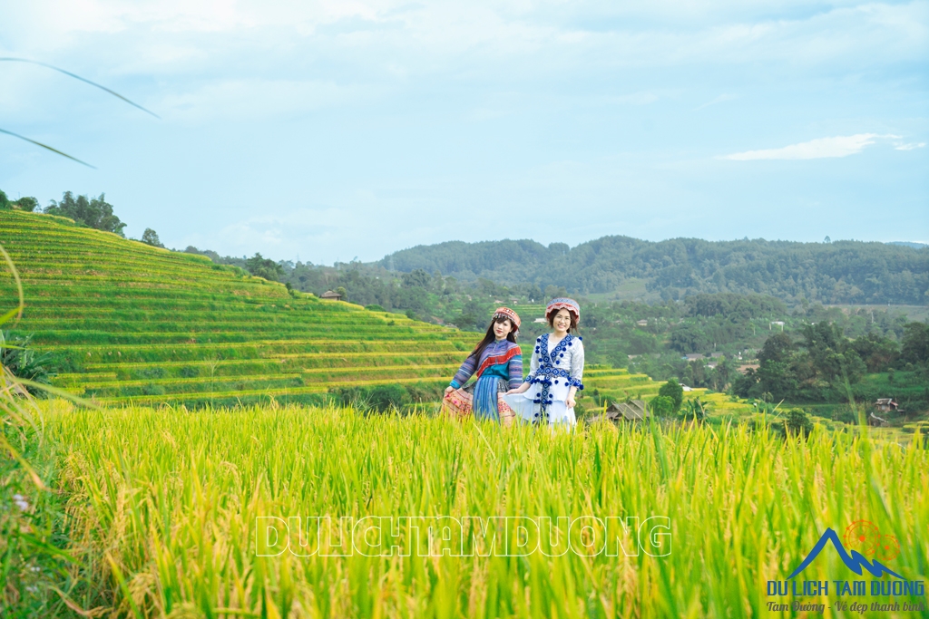 MÙA VÀNG TẢ LÈNG