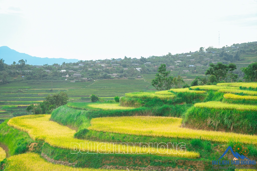 MÙA VÀNG TẢ LÈNG