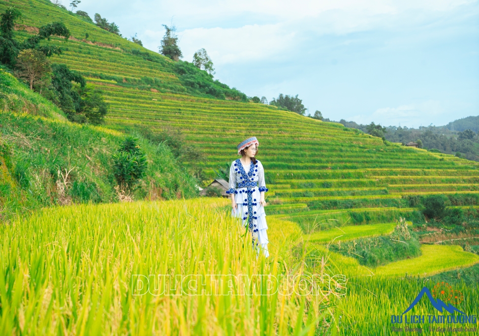 MÙA VÀNG TẢ LÈNG