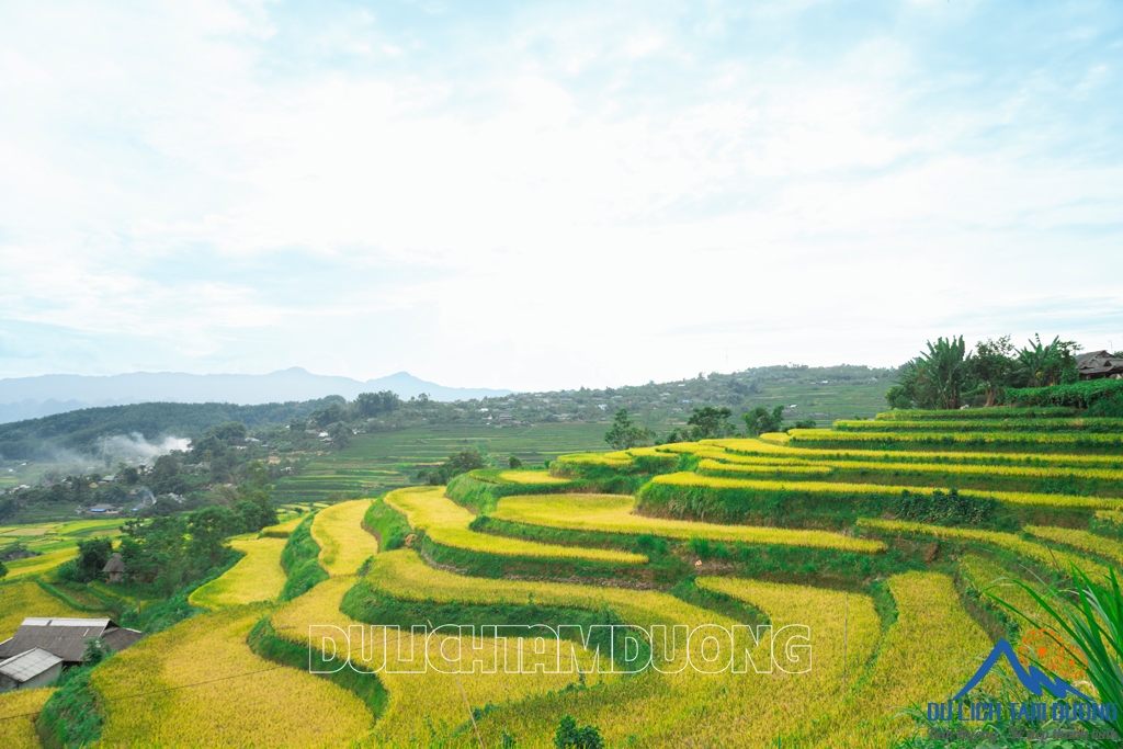 MÙA VÀNG TẢ LÈNG