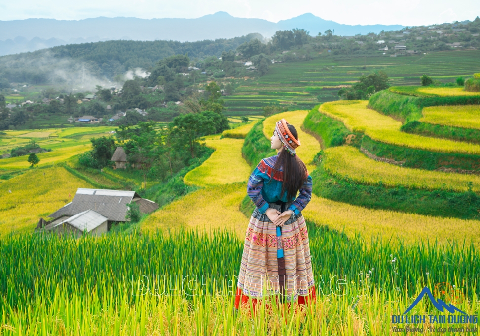 MÙA VÀNG TẢ LÈNG