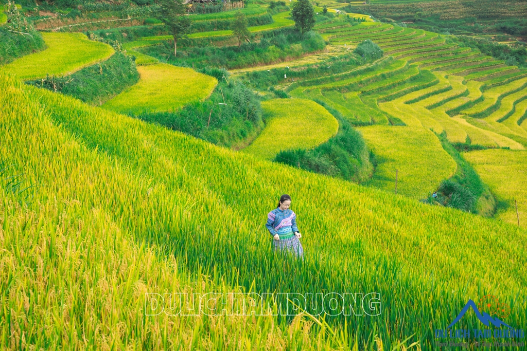 MÙA VÀNG TẢ LÈNG