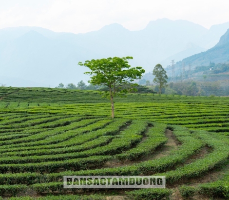 ĐỒI CHÈ BẢN BO NHỮNG NGÀY ĐẦU THÁNG "TƯ"